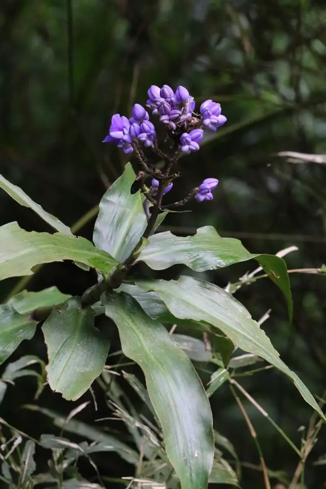 Blue Ginger (Dichorisandra thyrsiflora)