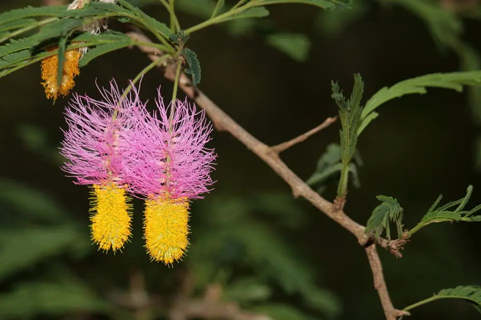 Aroma (Dichrostachys cinerea)