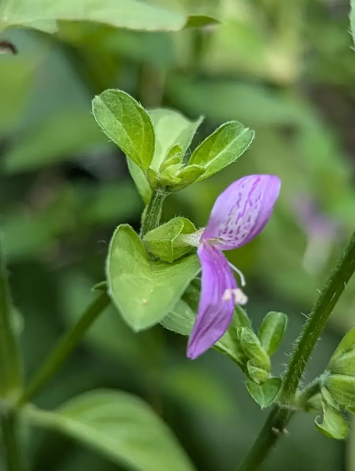 Branched Foldwing (Dicliptera brachiata)