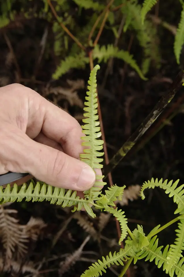 Drooping Forked Fern (Dicranopteris flexuosa)