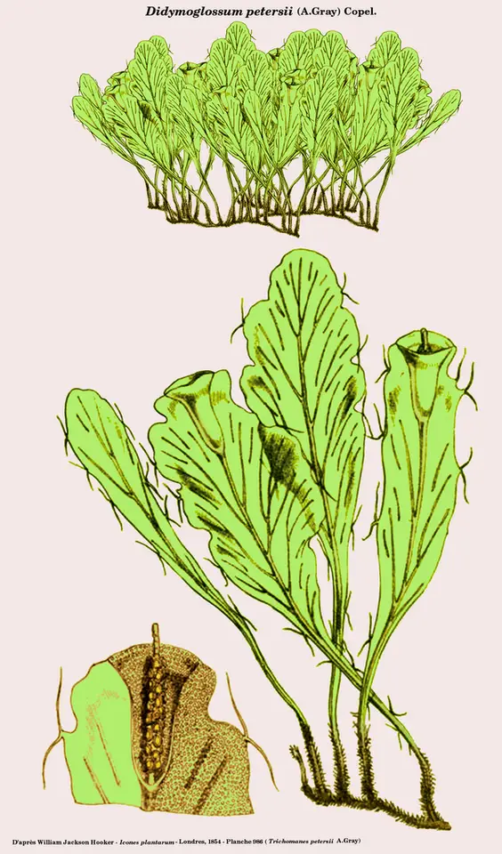 Dwarf Filmy Fern (Didymoglossum petersii)