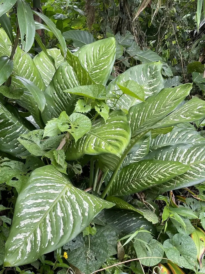 Tuftroot (Dieffenbachia seguine)