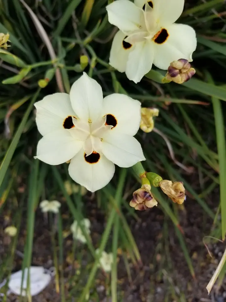 Yellow Fortnight Lily (Dietes bicolor)