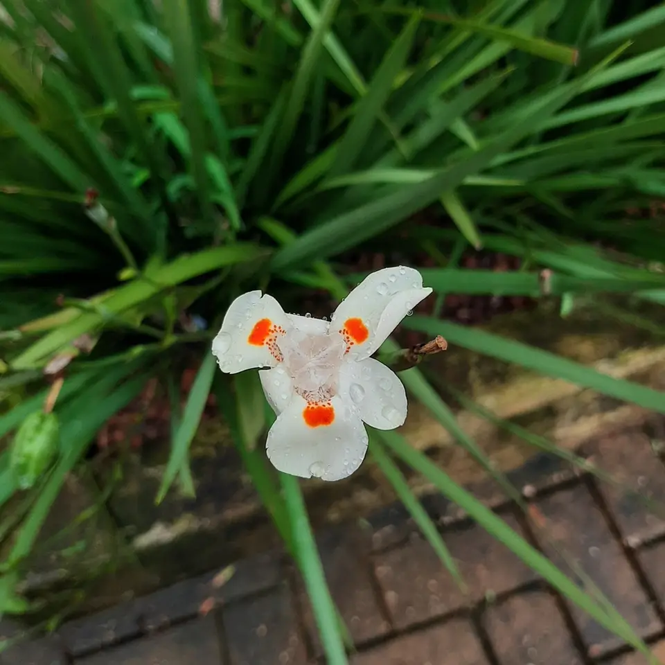 Hybrid African Iris (Dietes bicolor × iridioides)