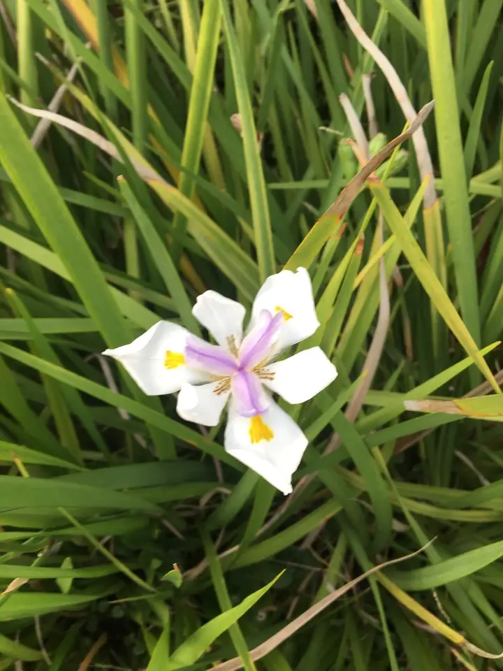 Large Fortnight Lily (Dietes grandiflora)