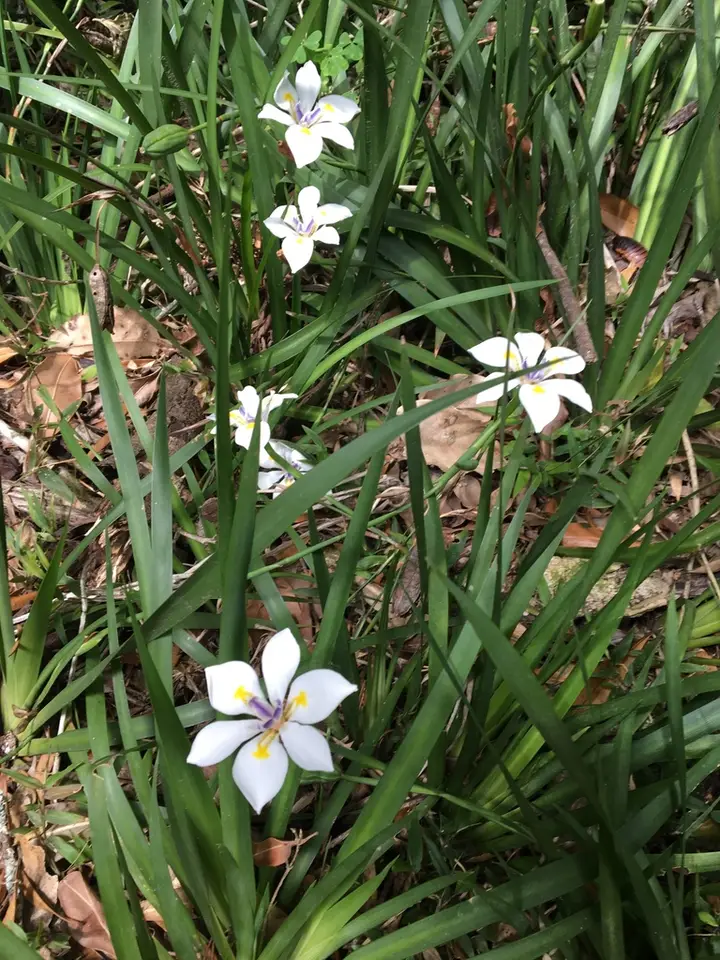 Small Fortnight Lily (Dietes iridioides)