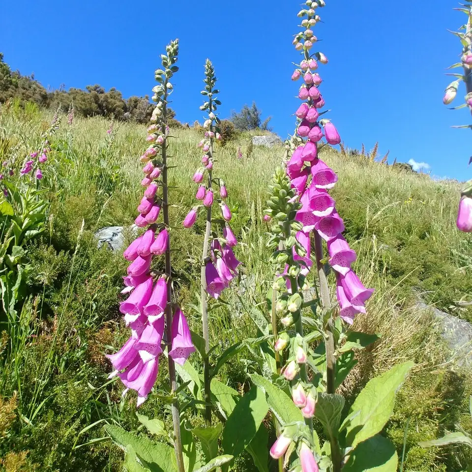 Purple Foxglove (Digitalis purpurea)