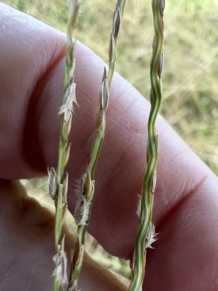 Asian Crabgrass (Digitaria bicornis)