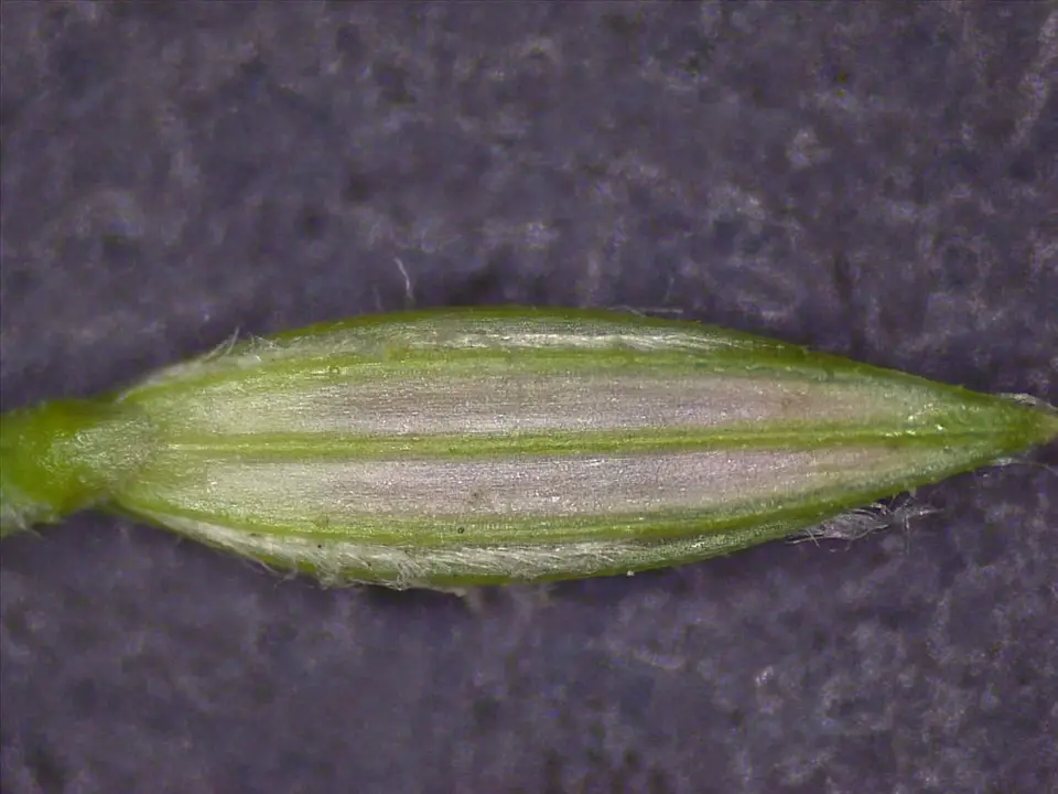 Tropical Finger-Grass (Digitaria ciliaris)