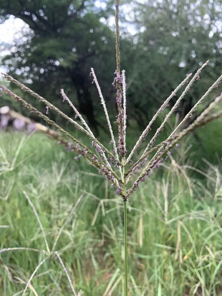 Digitgrass (Digitaria eriantha)