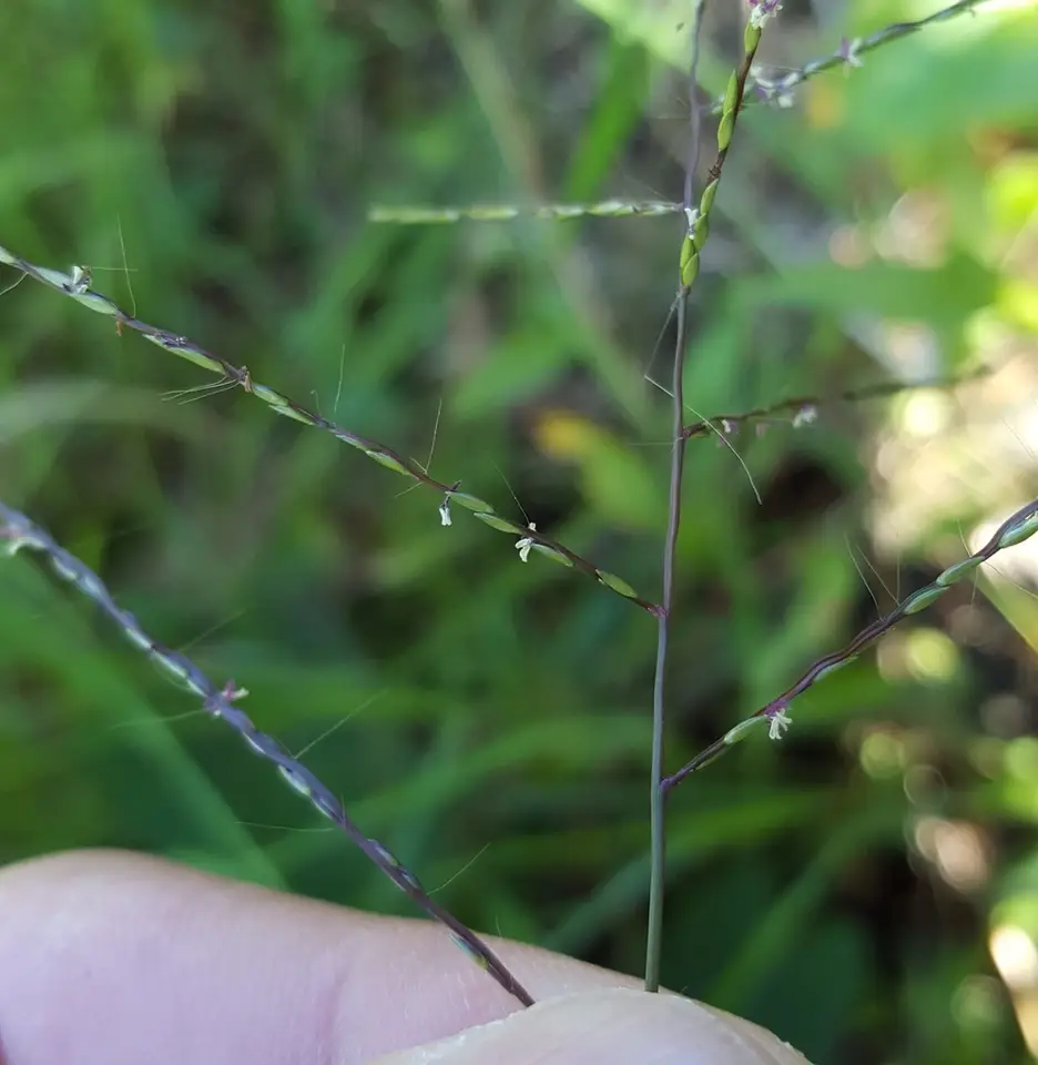 Jamaican Crabgrass (Digitaria horizontalis)
