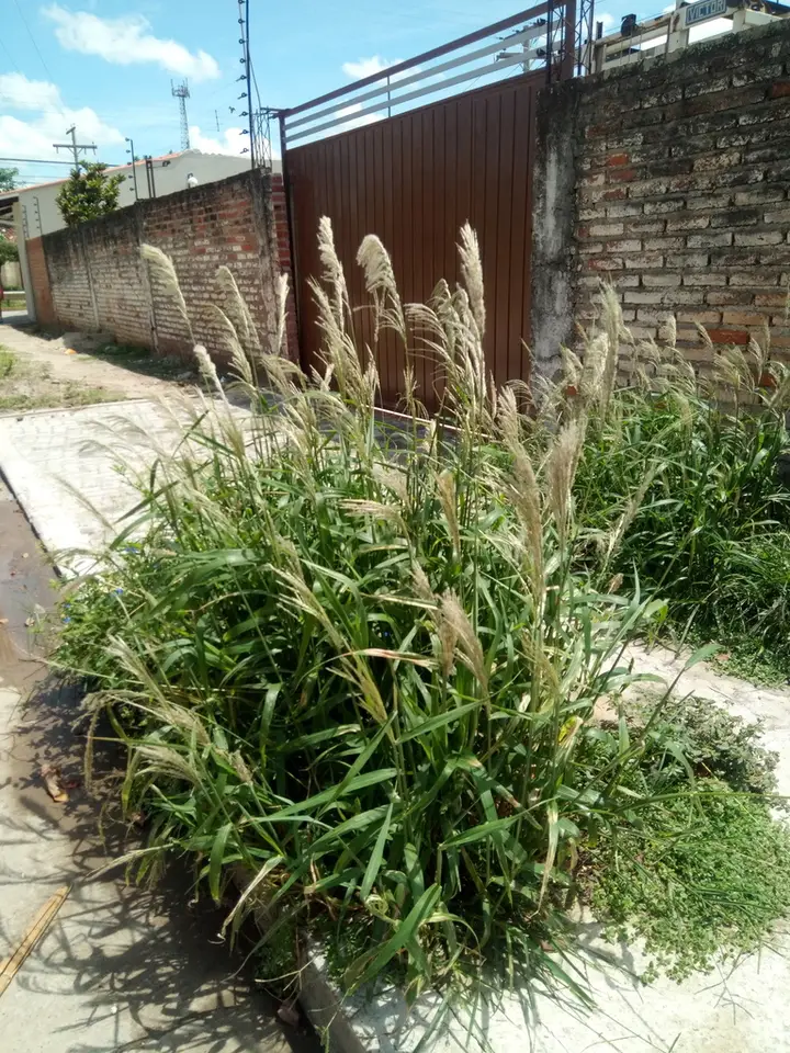 Sourgrass (Digitaria insularis)