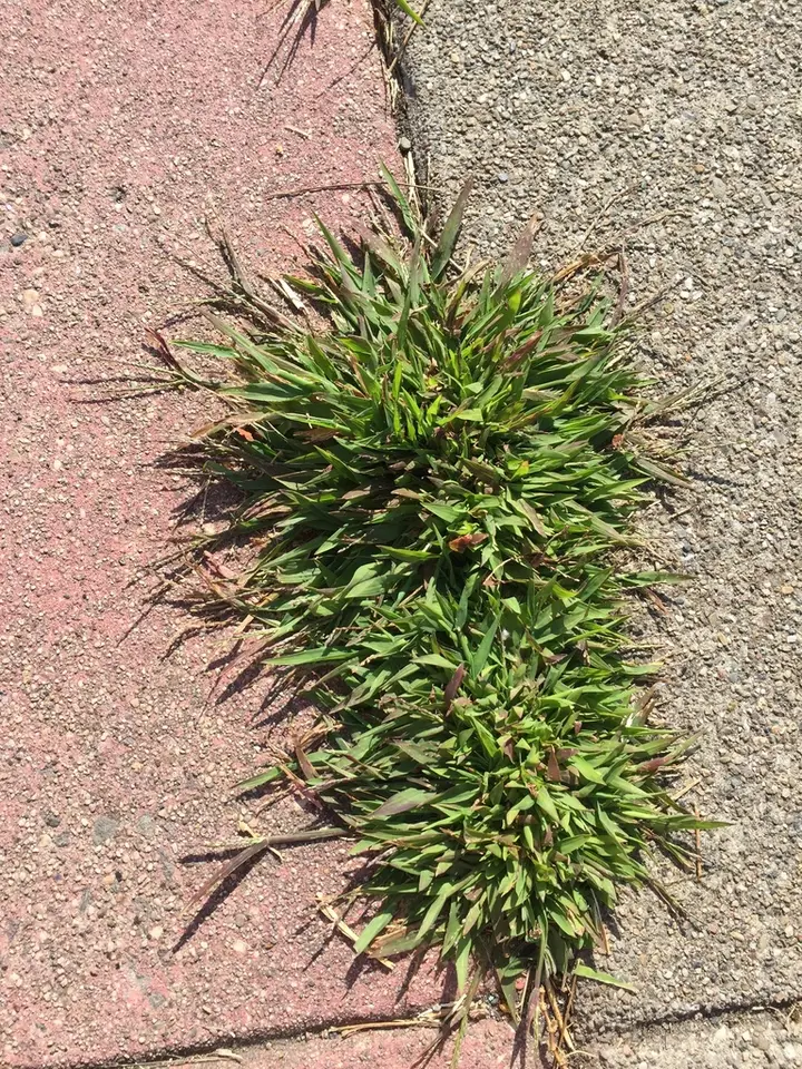 Smooth Crabgrass (Digitaria ischaemum)