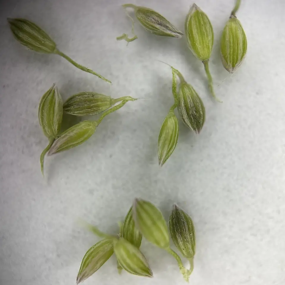 False Couch Finger Grass (Digitaria longiflora)
