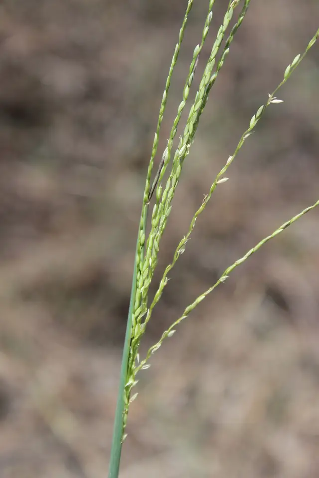 Twospike Crabgrass (Digitaria pauciflora)