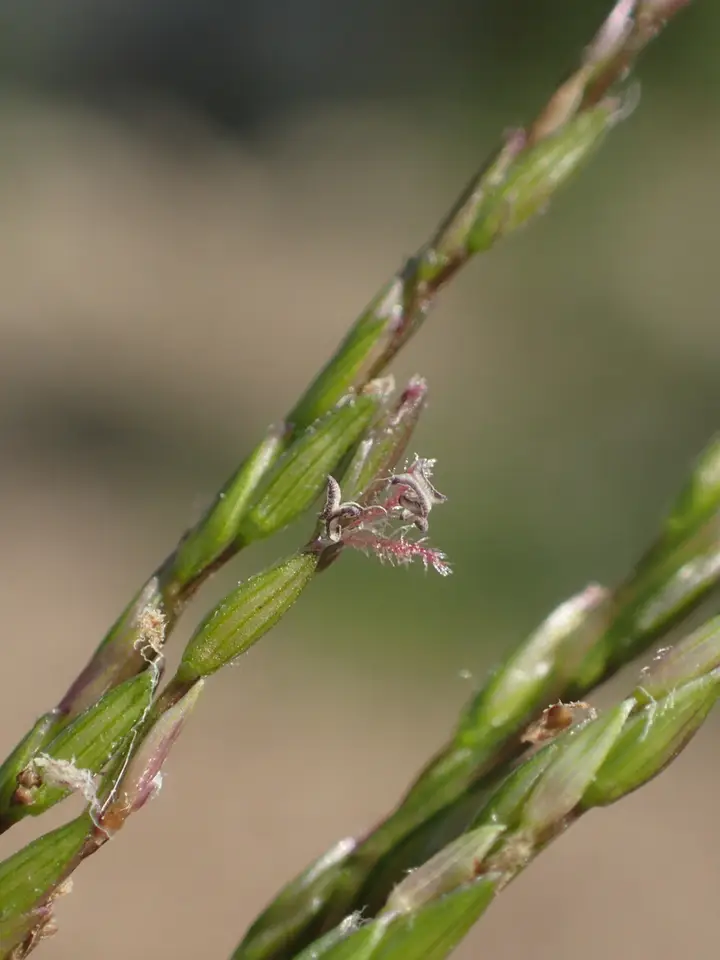 Trailing Crabgrass (Digitaria radicosa)