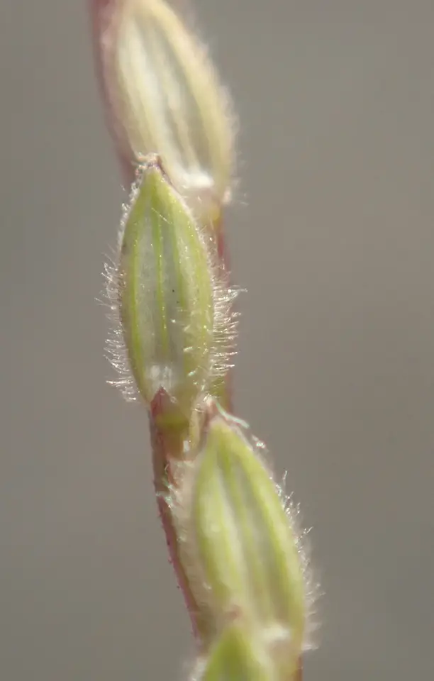 Hairy Crabgrass (Digitaria sanguinalis)