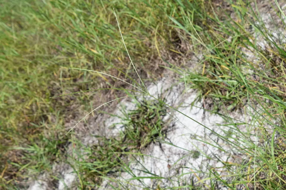 Dwarf Crabgrass (Digitaria serotina)