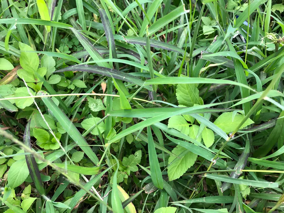 East Indian Crabgrass (Digitaria setigera)