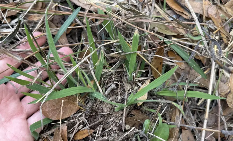 Digitaria subcalva (Digitaria subcalva)