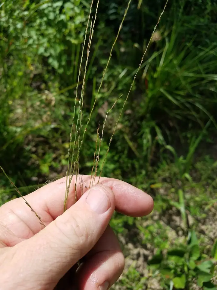 Shaggy Crabgrass (Digitaria villosa)