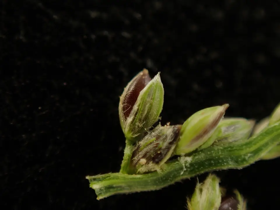 Violet Crabgrass (Digitaria violascens)
