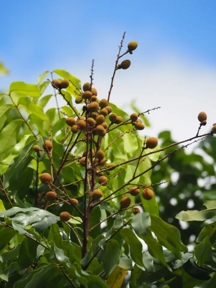 Longan (Dimocarpus longan)