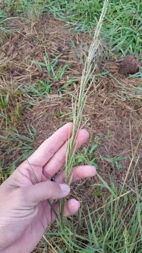 Nealley's Sprangletop (Dinebra nealleyi)