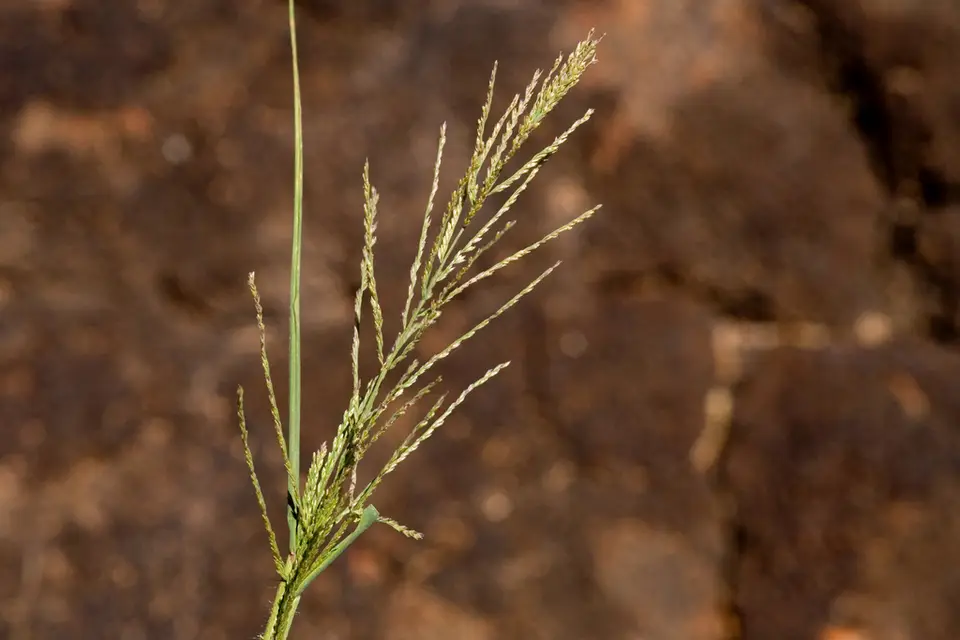 Mucronate Sprangletop (Dinebra panicea)