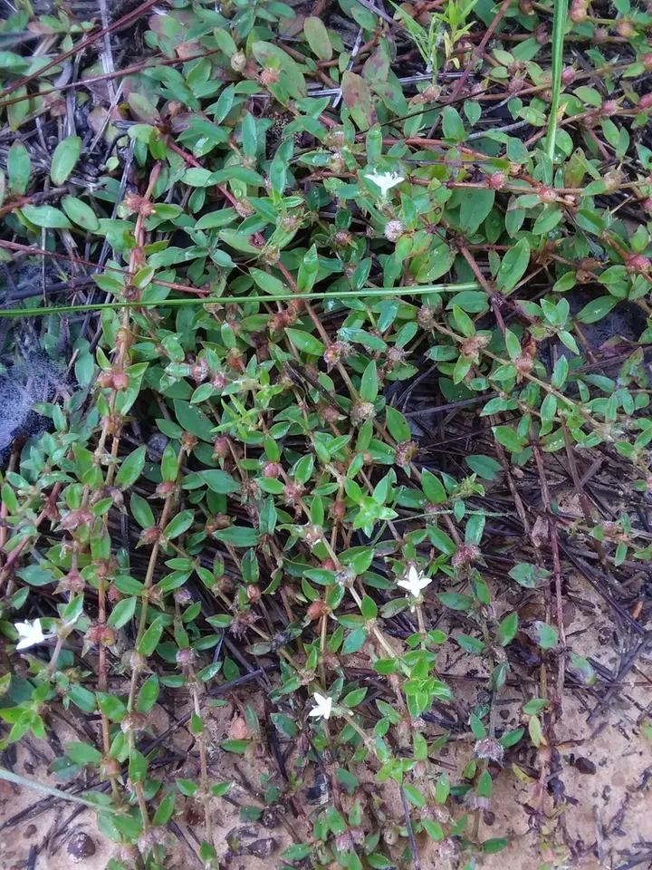 Harper's Buttonweed (Diodia harperi)