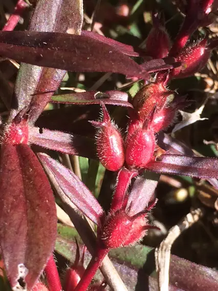 Buttonweed (Diodia virginiana)