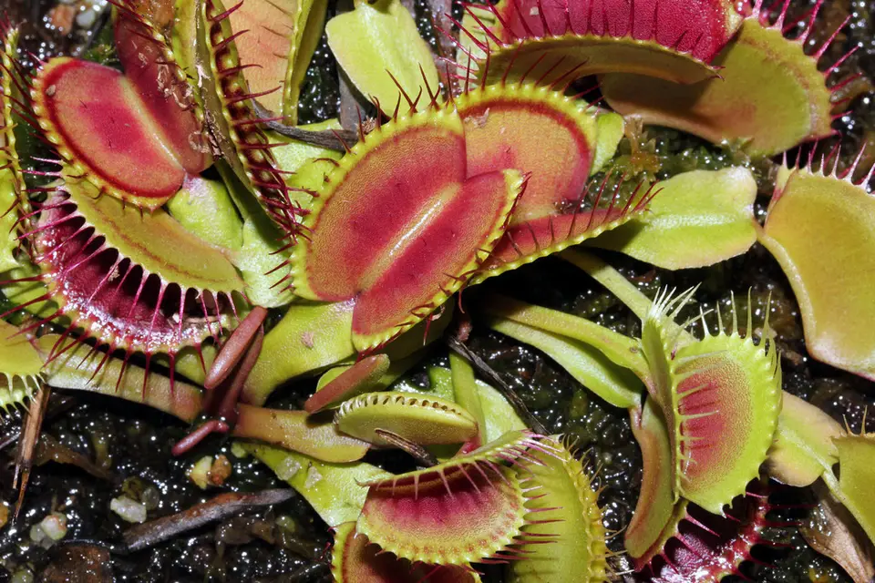 Venus Flytrap (Dionaea muscipula)