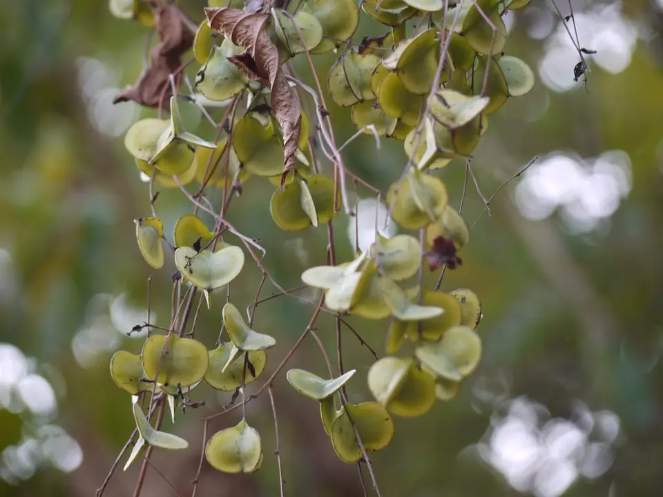 Purple Yam (Dioscorea alata)