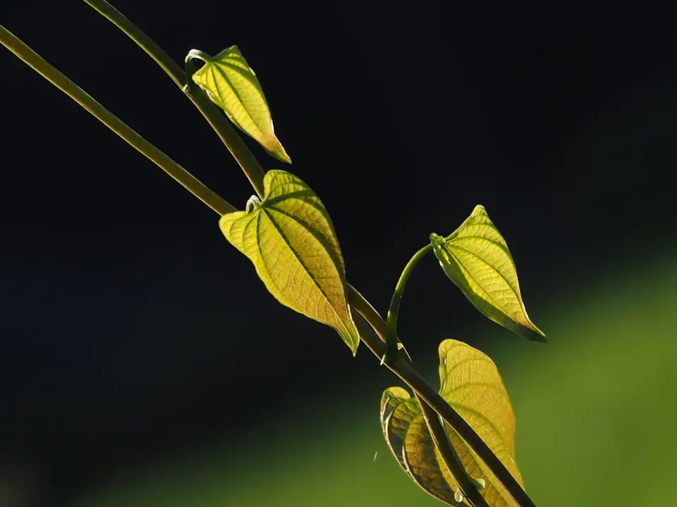 Air Potato (Dioscorea bulbifera)