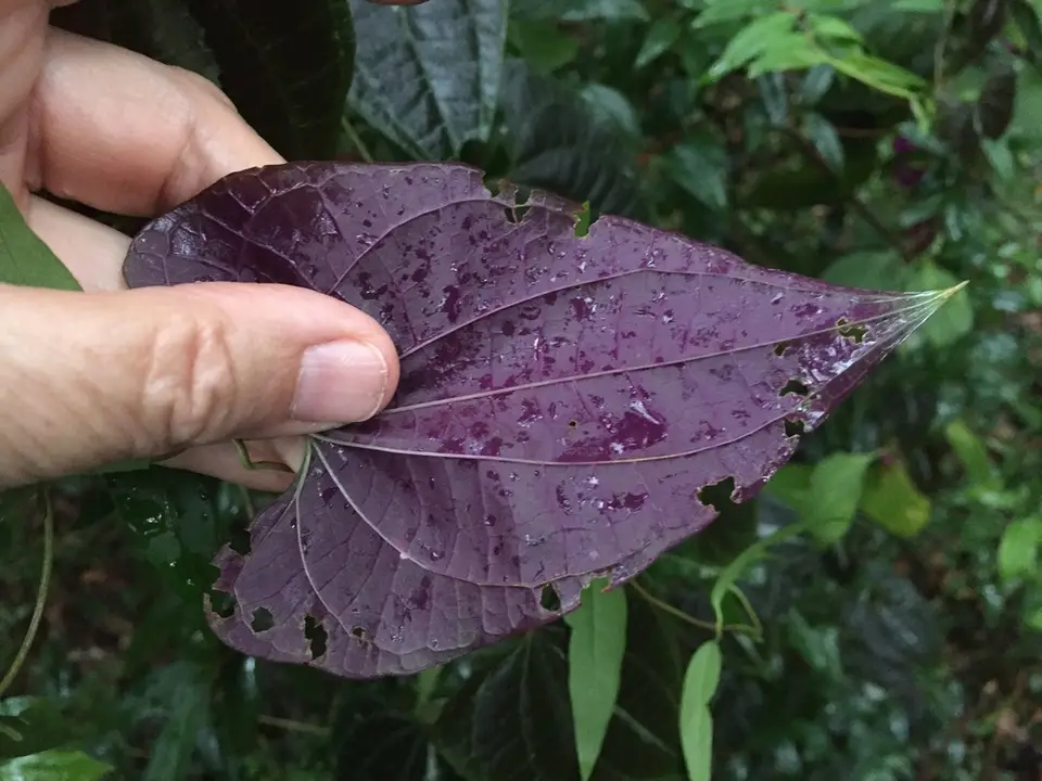 Variegated Monkey Ball Vine (Dioscorea dodecaneura)