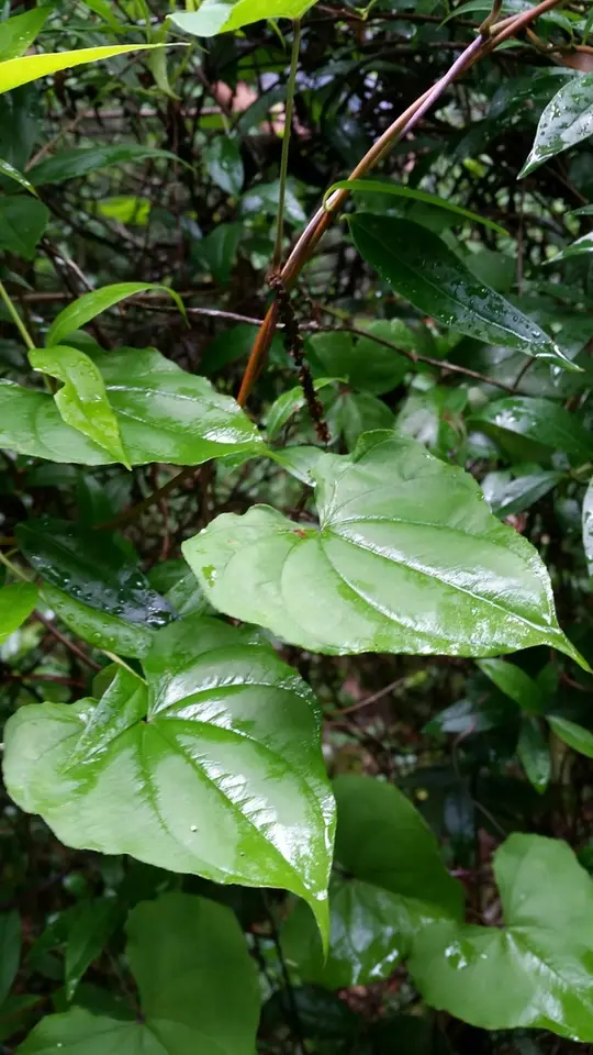 Florida Yam (Dioscorea floridana)