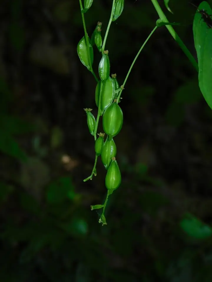 Wild Yam (Dioscorea villosa)