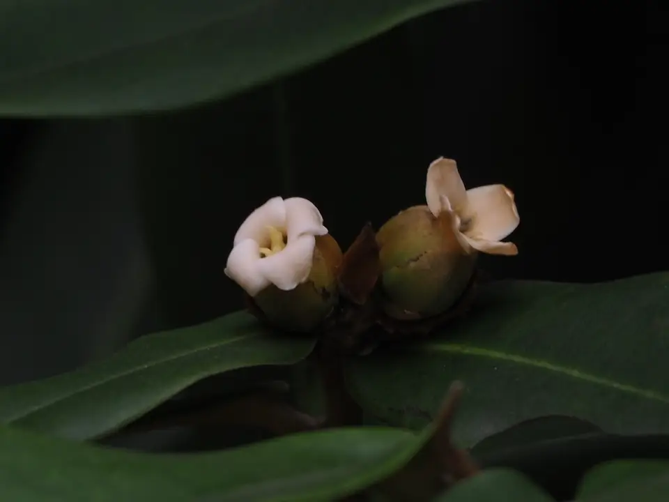 Butter Fruit (Diospyros blancoi)