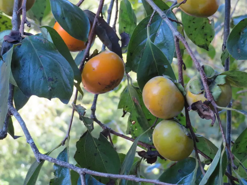 Japanese Persimmon (Diospyros kaki)