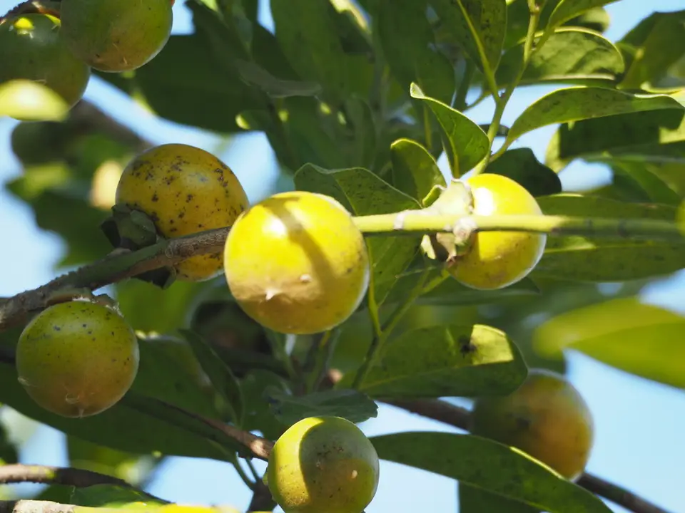Diospyros maritima (Diospyros maritima)