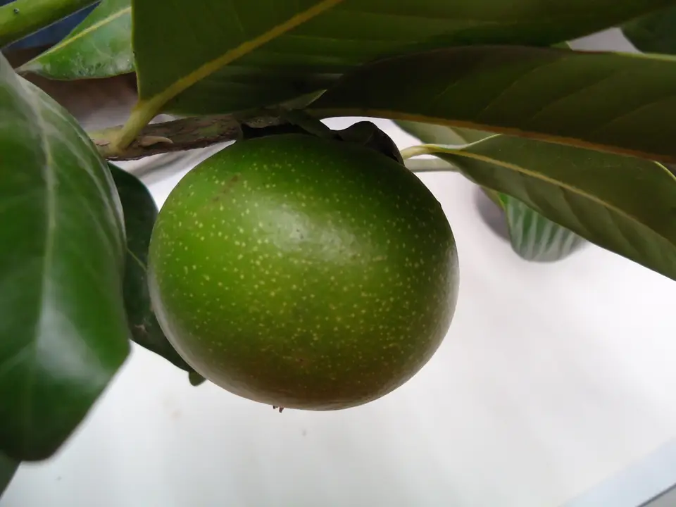 Black Sapote (Diospyros nigra)