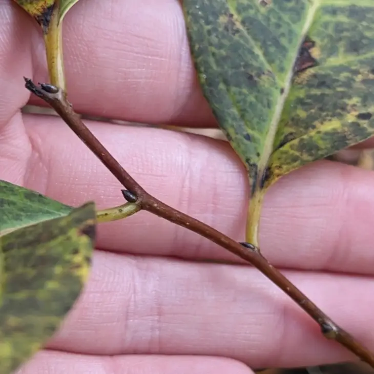 Common Persimmon (Diospyros virginiana)