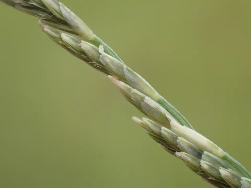 Sprangletop (Diplachne fusca)