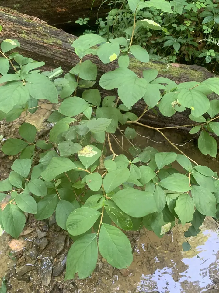 Eastern Leatherwood (Dirca palustris)