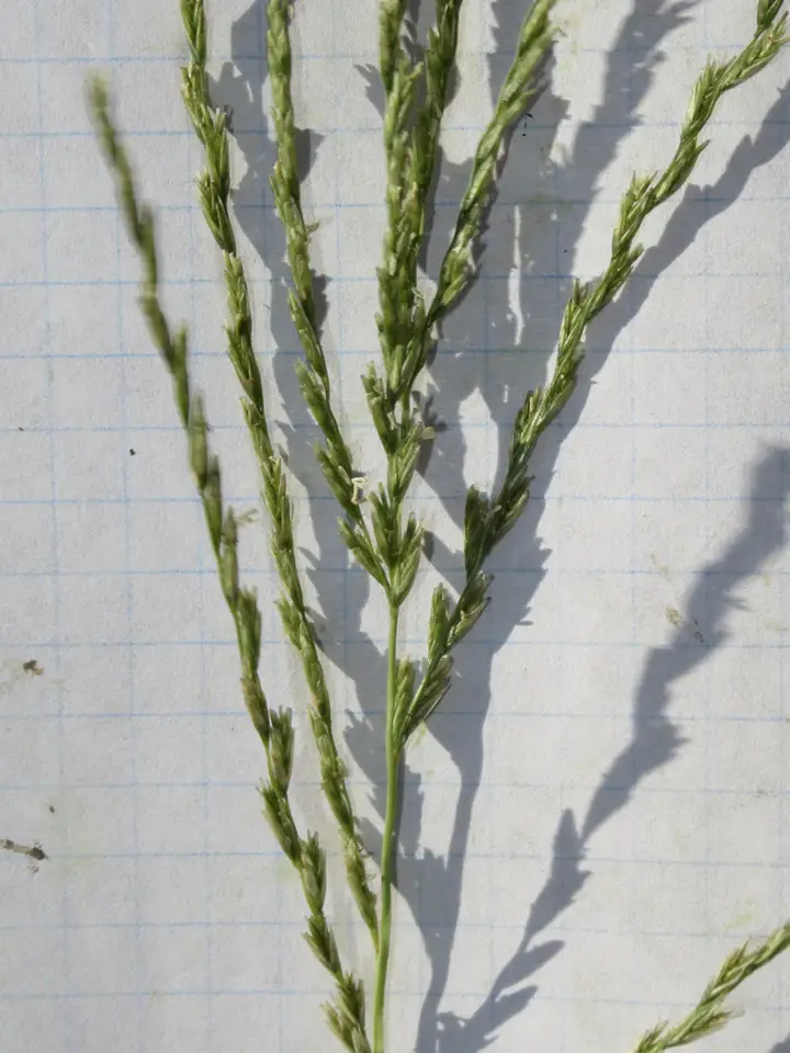 Green Sprangletop (Disakisperma dubium)
