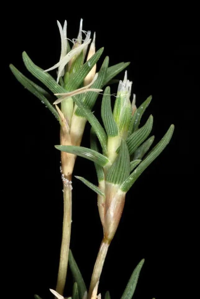 Shore Grass (Distichlis littoralis)