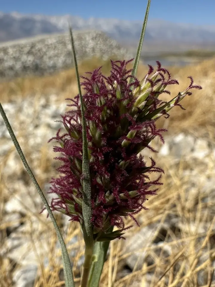 Saltgrass (Distichlis spicata)