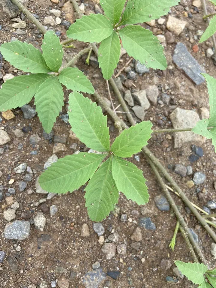 Distimake cissoides (Distimake cissoides)