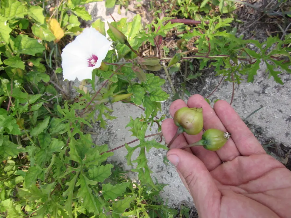 Alamo Vine (Distimake dissectus)