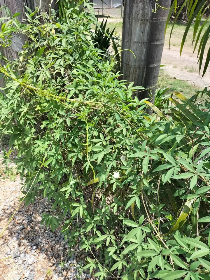 Rock Rosemary (Distimake quinquefolius)